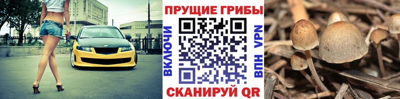 Псилоцибиновые грибы Magic Shrooms  Верхняя Пышма 